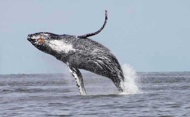 BC Whale Watching Tours